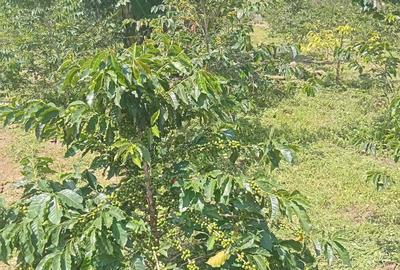 6.5 ac Land at Nandi Hills - 2