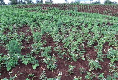 0.5 ac Residential Land at Nderi Mega - 4