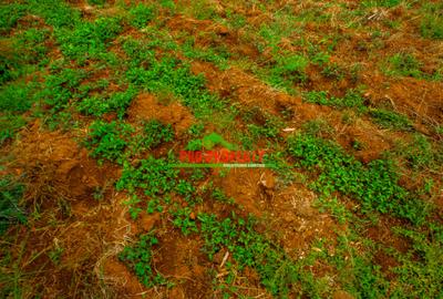 0.05 ha Residential Land at Nguirubi - 4