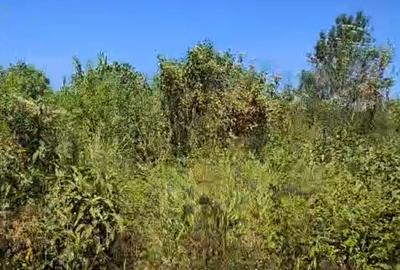 Residential Land at Runda Paradise - 3