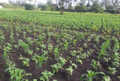 0.25 ac Residential Land in Ongata Rongai