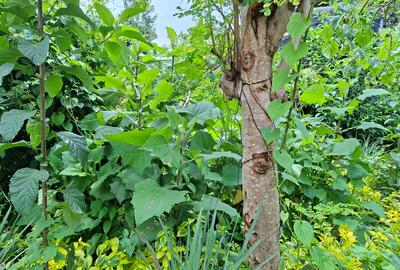 2 Bed House with En Suite in Runda - 3