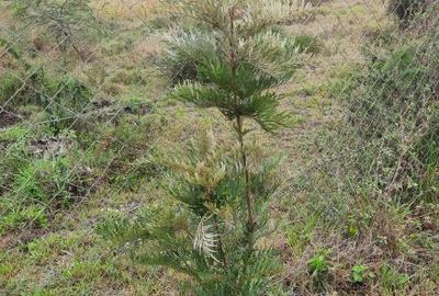 2 ac Land at Kangundo Road - 4