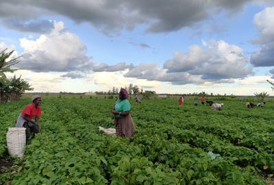 10.75 ac Land at Kisaju