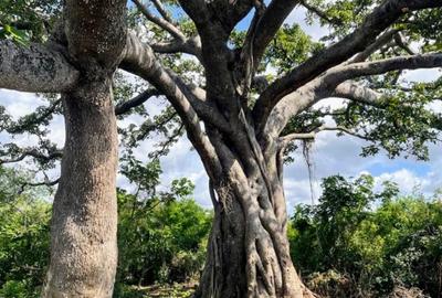 73.6 ac Land at Vipingo Kuruwitu Beach - 2