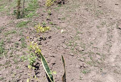 0.5 ac Residential Land at Kiamunyeki - 3