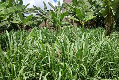 0.12 ac Land in Ruaka - 3