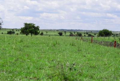 Residential Land at Plots For Sale In Kitengela Saitoti Farm/Ostrich Farm - 4