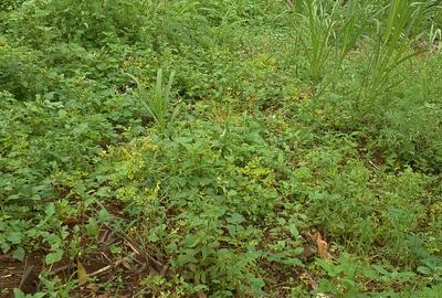 Land in Kitisuru - 2