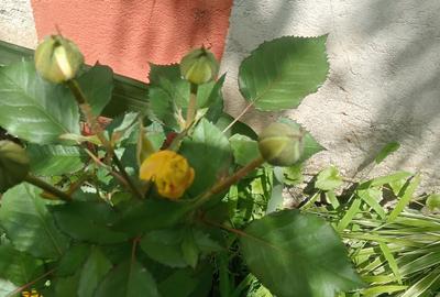 1 Bed House in Runda - 3