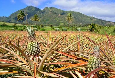 Commercial Land at Malindi