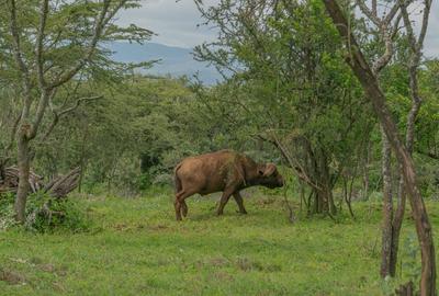 10 ac Land at Kisuri Hills - 4