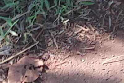 Land in Kitisuru - 4