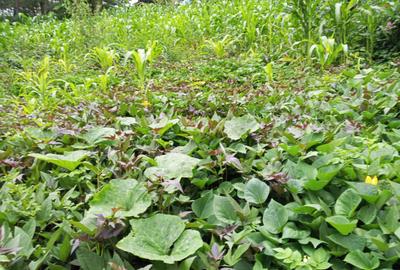 0.25 ac Residential Land in Ngong - 3
