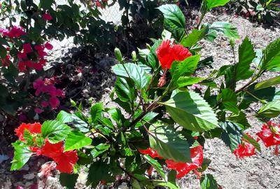 2 Bed Villa with En Suite at Casaurina-Mayungu-Watamu Road - 4