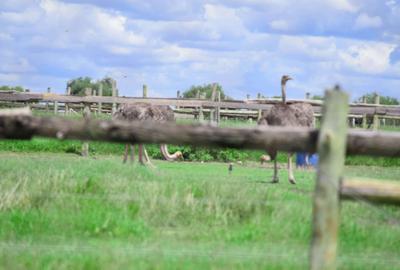 Residential Land at Plots For Sale In Kitengela Saitoti Farm/Ostrich Farm - 3