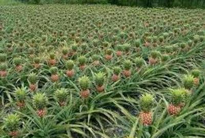 4 ac Land at Magharini Dakacha