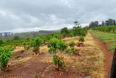 35 ac Land in Tatu City - 4