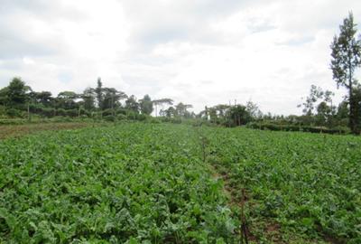 3.25 ac Land at Ngecha-Wangige Rd