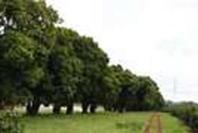 0.125 ac Residential Land in Juja - 4