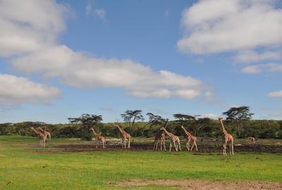Commercial Land at Sangare Conservancy