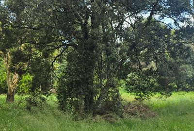 Land in Karen - 3