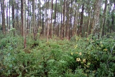 Land at Upper Matasia - 4