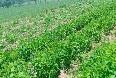 Land in Nanyuki