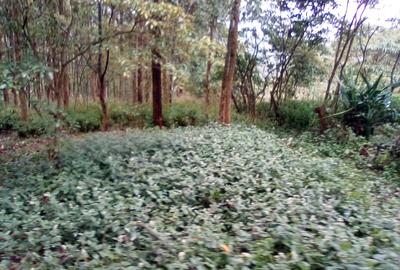 7 ac Land at Kahara Rd - 4