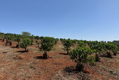 Land in Tatu City