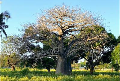 73.6 ac Land at Vipingo Kuruwitu Beach - 3