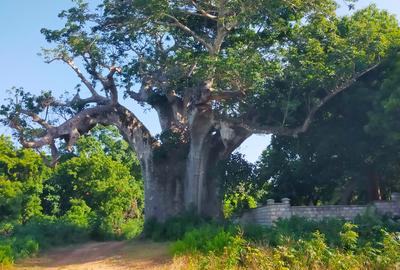 Land in Vipingo - 3