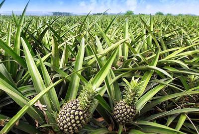 1 ac Residential Land in Malindi