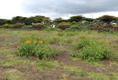 0.5 ac Residential Land in Langata - 2