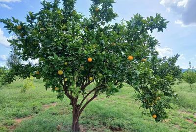 2,000 ac Commercial Land at Voi Mwatate - 2