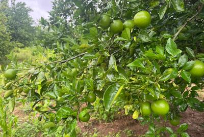 Land in Kilifi - 3
