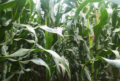 1.5 ac Residential Land in Redhill - 4