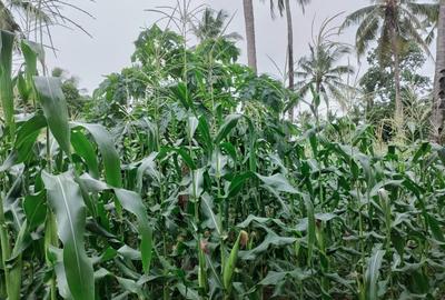2 ac Land at Msumarini - 2
