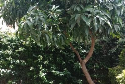 4 Bed Townhouse with En Suite at Langata - 3