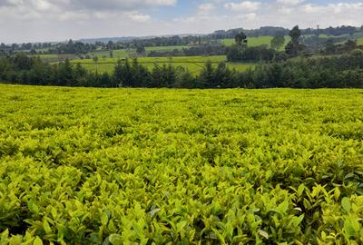 0.5 ac Land at Riara Ridge Tigoni - 4