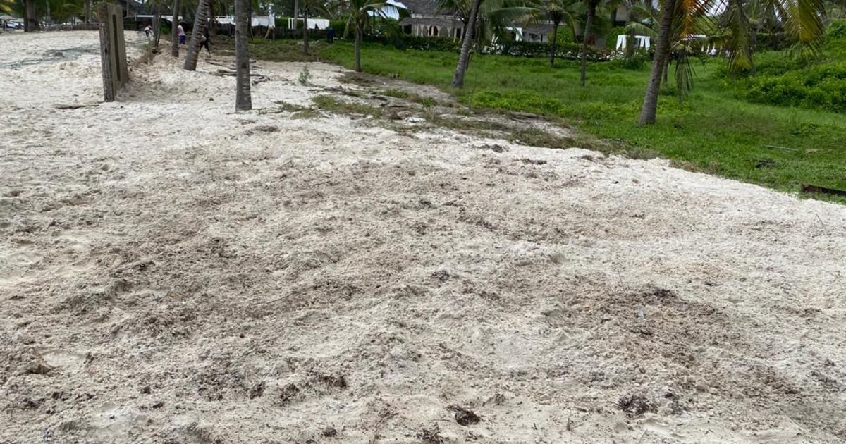 land shark nike football cleats