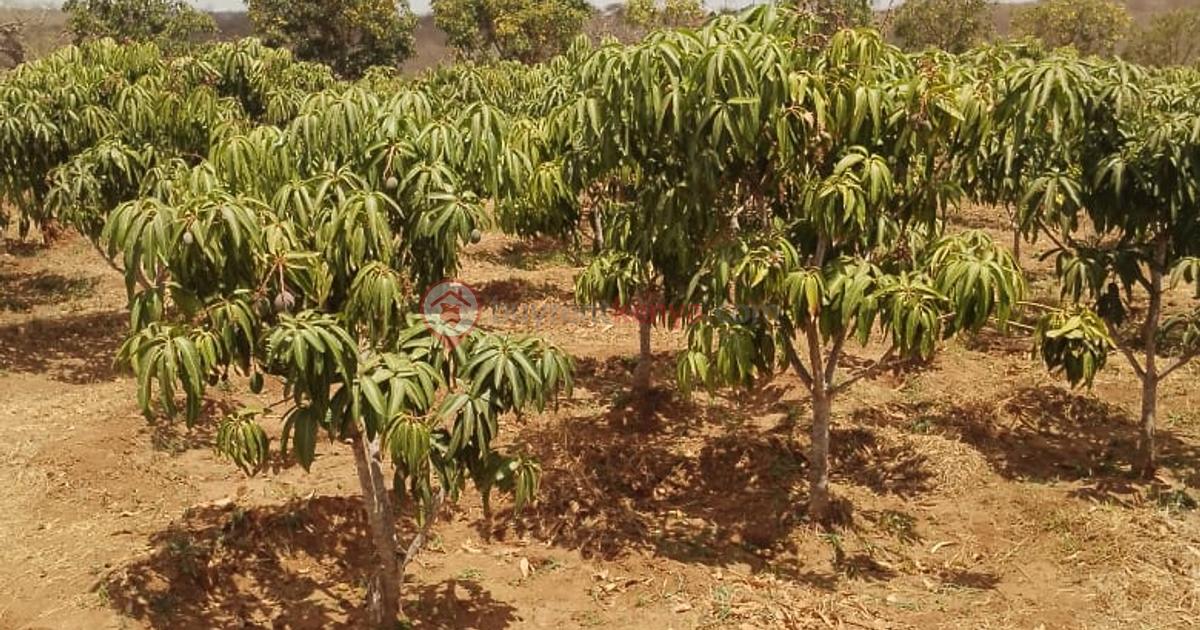 Land in Kitui for KSh 40,000,000 BuyRentKenya