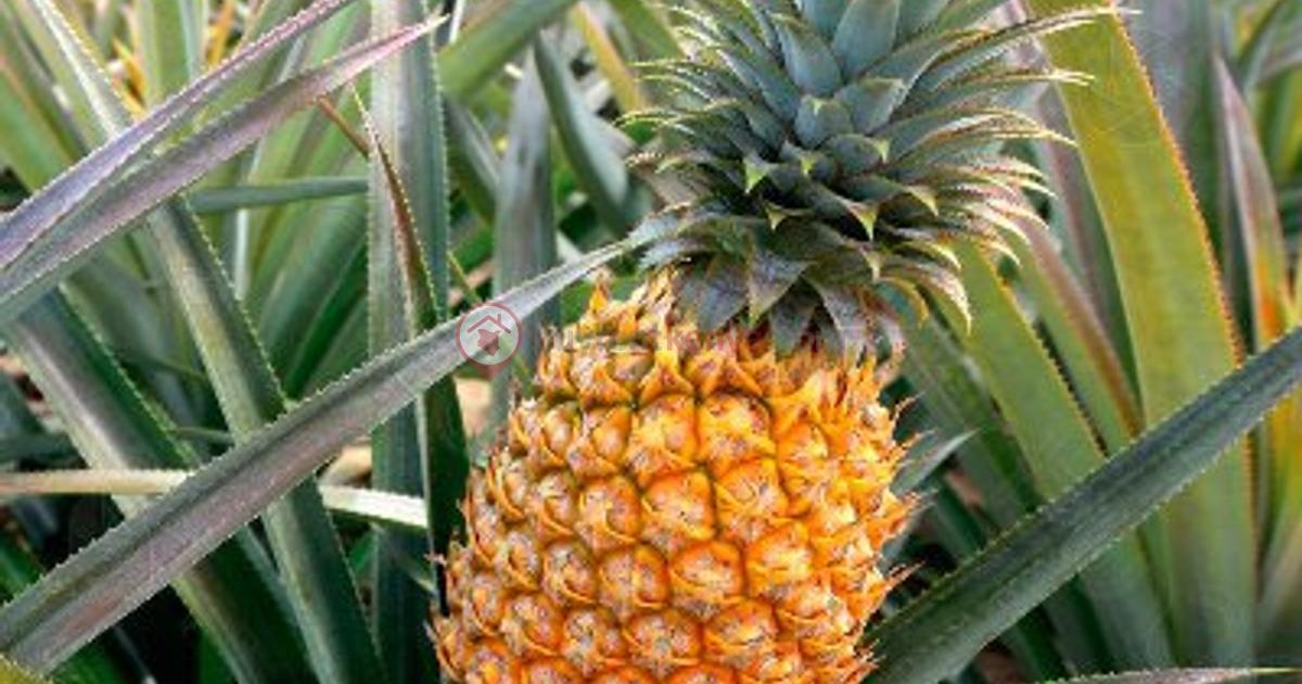 5 000 ft Land at Magarini Dakacha - 0ac971d4 23ad 49df 8084 70c77a89f353 