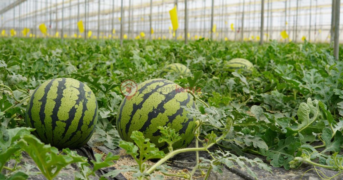 4 ha Land at Magarini Dakacha Near - C935e620 B730 4dd9 8e10 785bd8f91827 