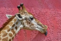 logo Girafa Roz