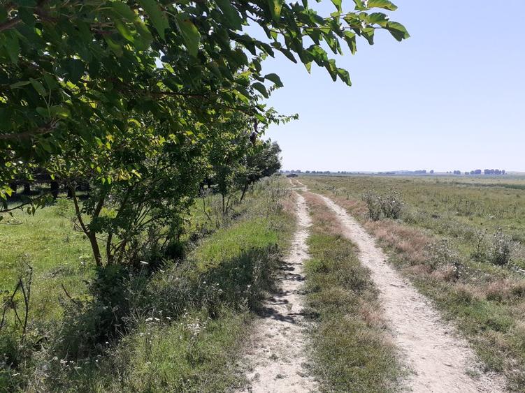 OCAZIE; teren MAHMUDIA 12euro/m.p. Suprafata 5000 m.p. Deschidere la Dunare 48m