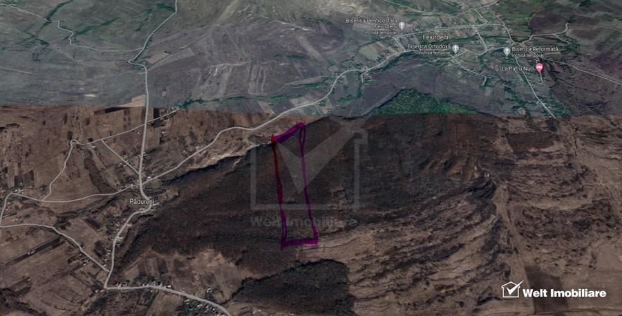 29.000 mp padure in Padureni (Chinteni), 100% material lemnos