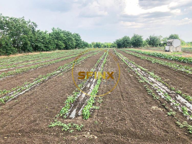 De vanzare ferma Calarasi in stare de conservare - sere - livada - 22
