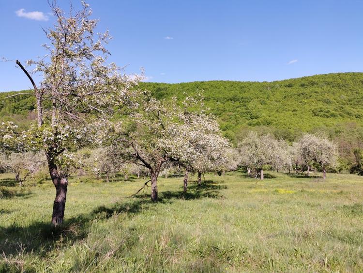 Teren de Vânzare, Budeasa Mica – Potrivit pentru Casă de Vacanță sau Investiție