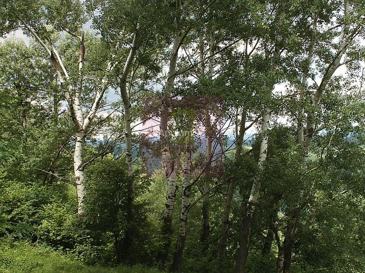 Teren intravilan de vanzare in Telega - 10
